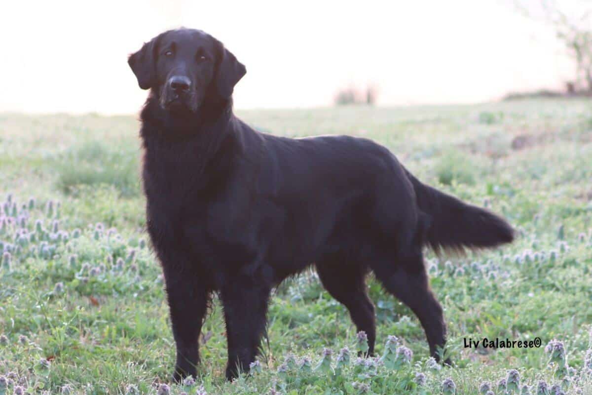 A photo of a Flat-Coated Retriever standing tall.