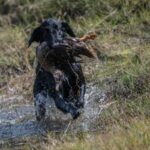A photo of a Flat-Coated Retriever retrieving a bird from a water.
