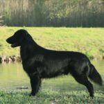A photo of a Flat-Coated Retriever standing sideways in grass.
