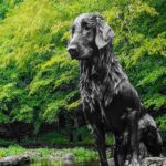 A photo of a Flat-Coated Retriever sitting on a rock in a river.