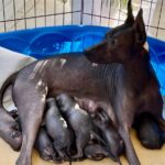 Xoloitzcuintli GCH Cazadora Del Rey with her pups