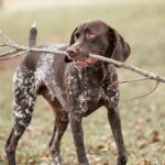 A photo of a German Shorthaired Pointer holding a stick in his mouth.