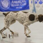 A photo of a German Shorthaired Pointer at the dog show.