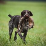 German Wirehaired Pointer walking on the grass.