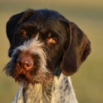 A close up photo of a German Wirehaired Pointer.