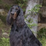 Gordon Setter is standing in the grass near a waterfall.