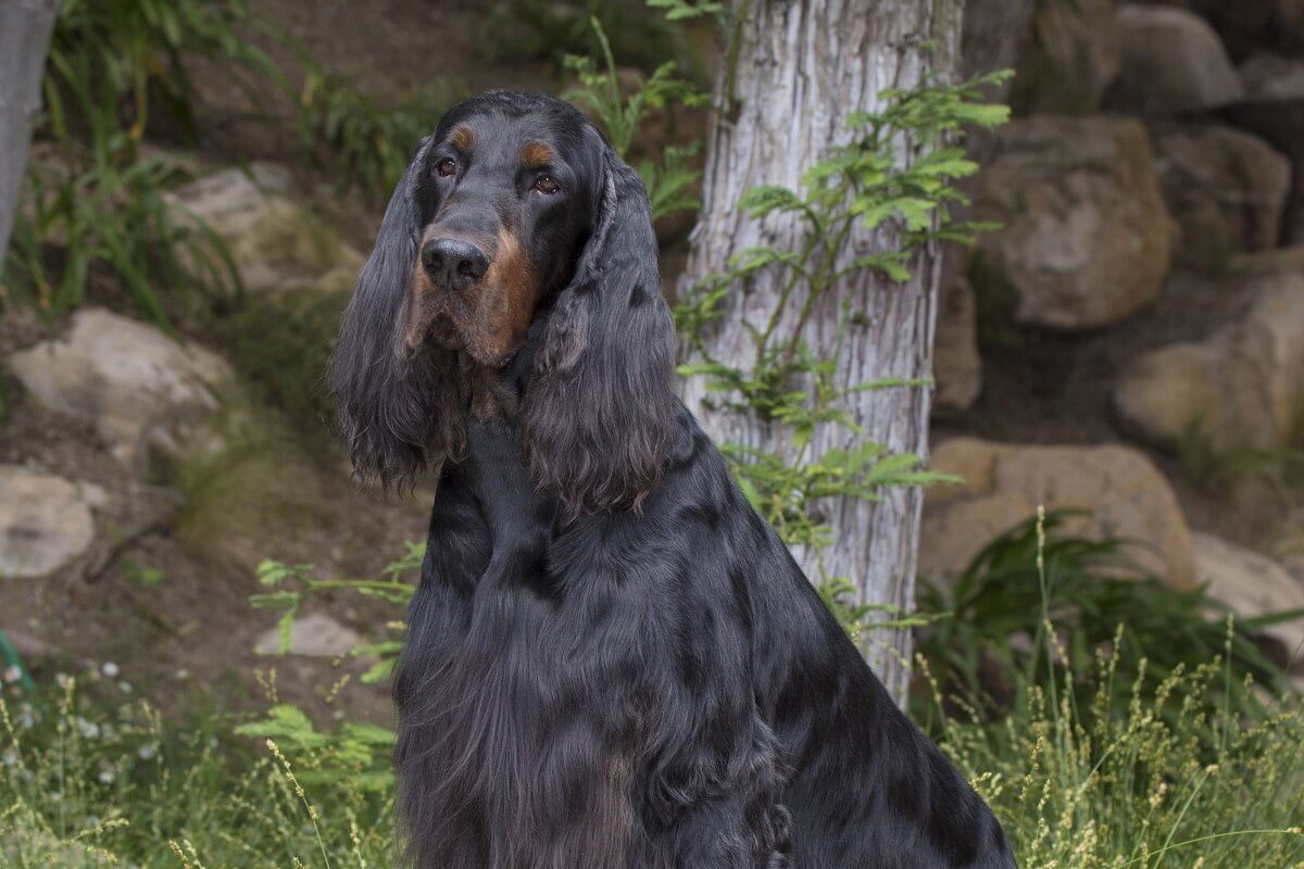 Gordon Setter is standing in the grass near a waterfall.