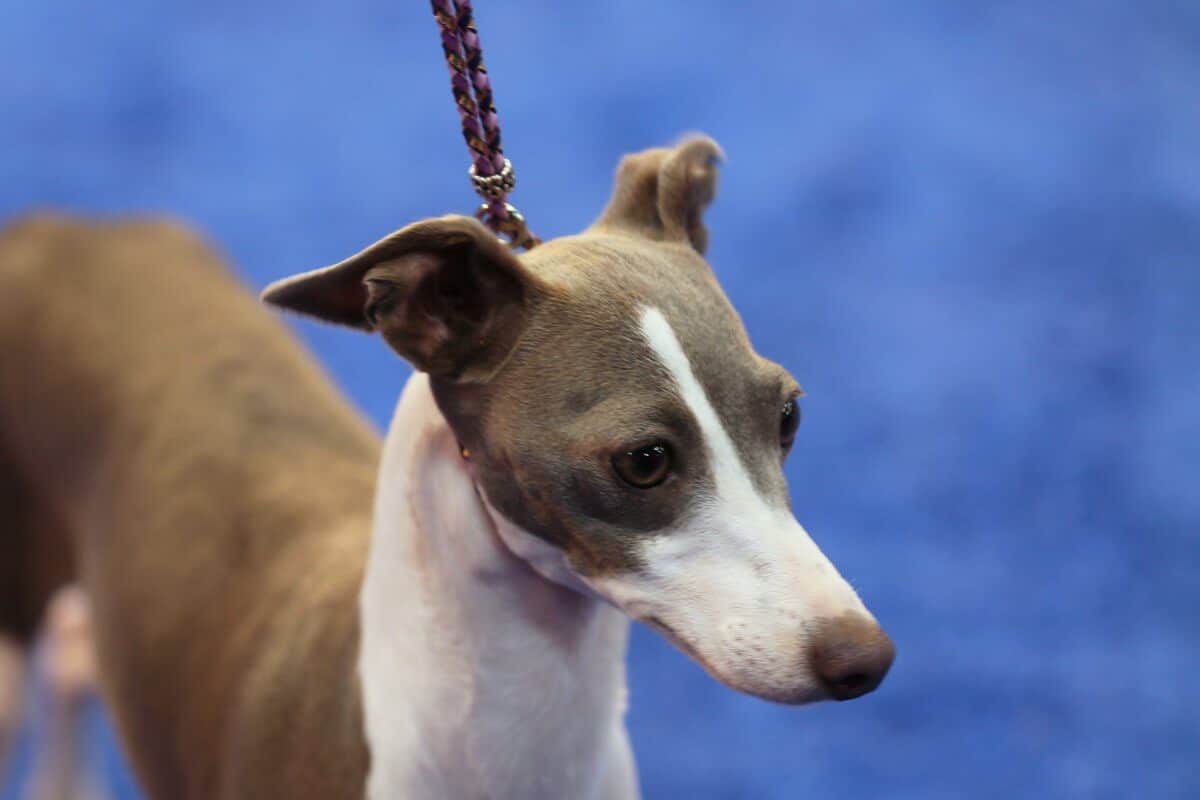 A close-up photo of Greyhound on the leash.