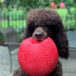 An Irish Water Spaniel dog holding a red ball in its mouth, outside in the yard.
