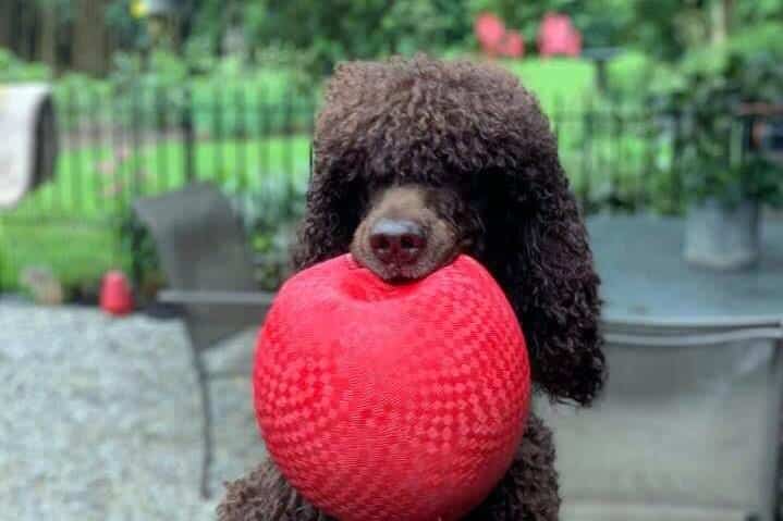 An Irish Water Spaniel dog holding a red ball in its mouth, outside in the yard.