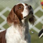 Irish Red and White Setter sitting on a field of grass.