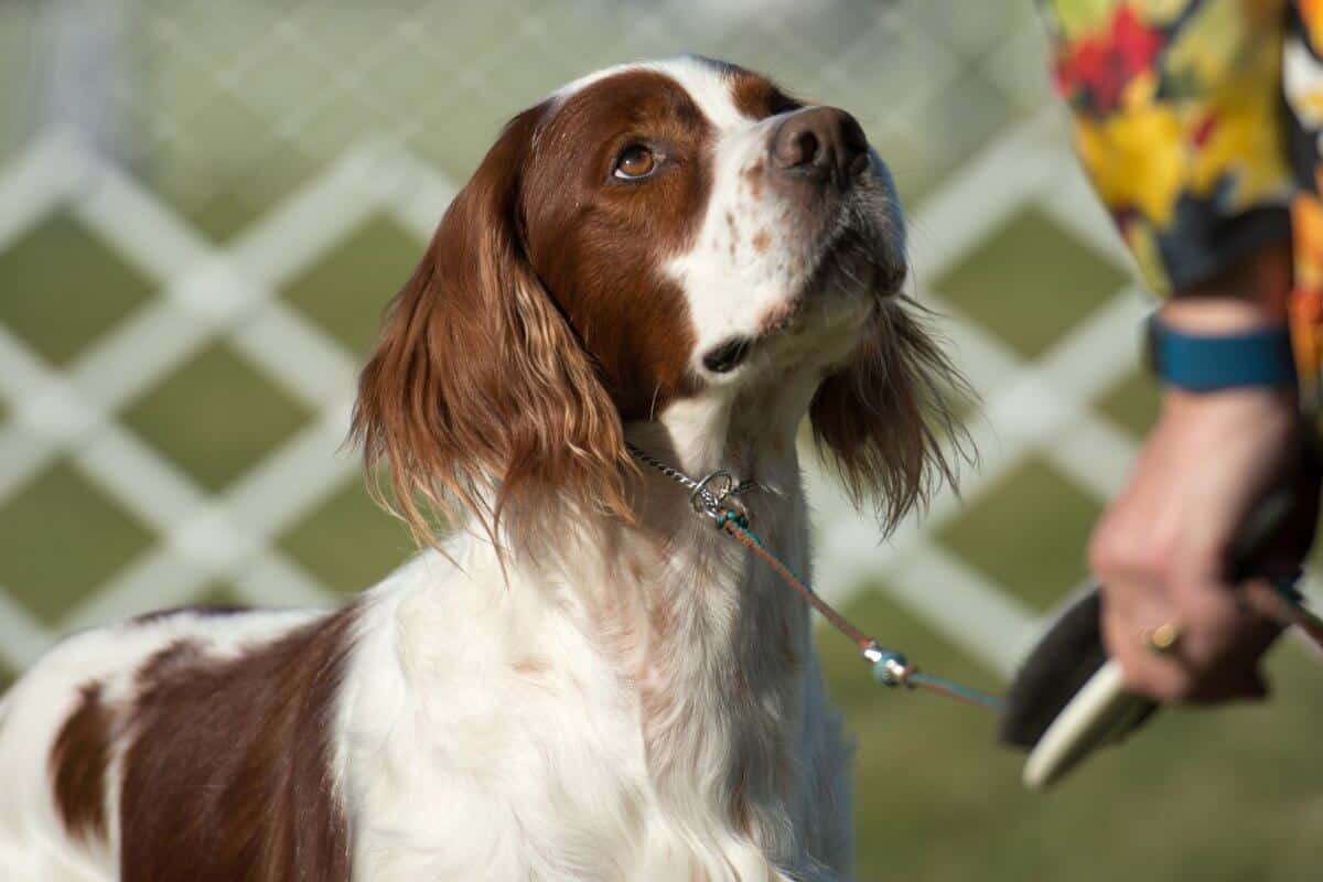 Irish Red and White Setter sitting on a field of grass.