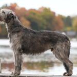 A photo of an Irish Wolfhound standing sideways in front of water.