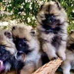Keeshond puppies sitting in a basket.