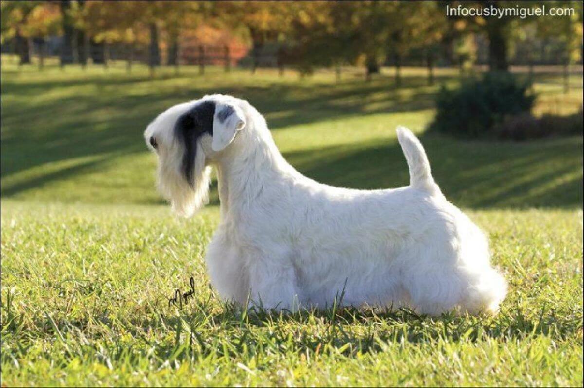 Side photo of a Sealyham Terrier standing outside on the grass.