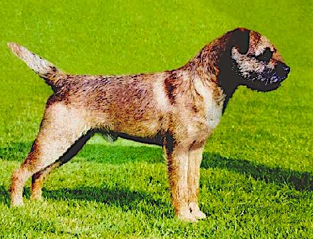 Side photo of a Border Terrier dog standing outside on the grass.