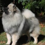 Side photo of a purebred Keeshond dog standing outside in the yard.