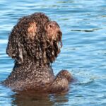 A photo of a Lagotto Romagnolo swimming in water.