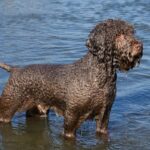 A photo of a Lagotto Romagnolo standing in water.