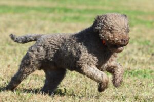 A photo of a Lagotto Romagnolo running in a field.
