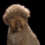 A photo of a Lagotto Romagnolo sitting.