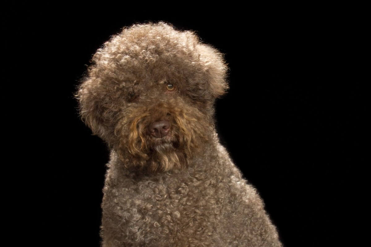 A photo of a Lagotto Romagnolo sitting.