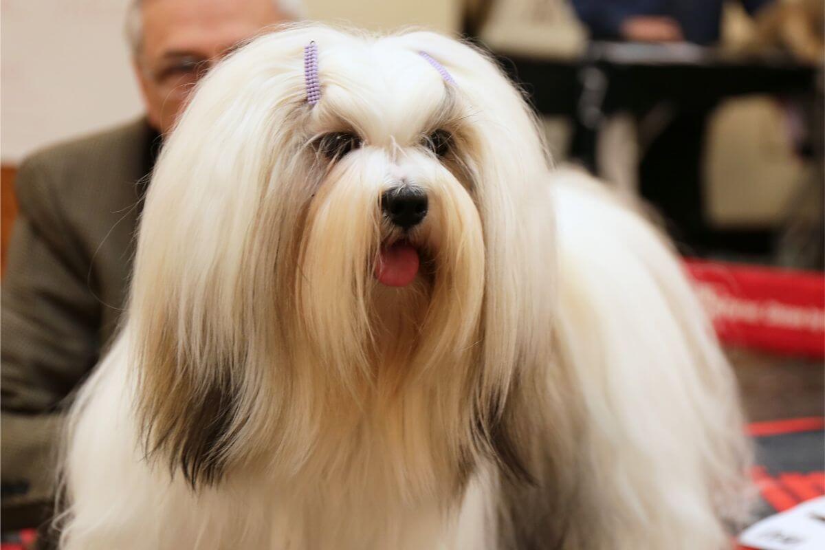 Close-up photo of a Lhasa Apso dog.