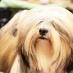 Close-up photo of a purebred Lhasa Apso dog.