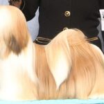 Lhasa Apso at a Conformation dog show.