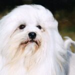 Close-up photo of a purebred Lowchen dog.