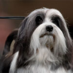 Close-up photo of a Lowchen dog.