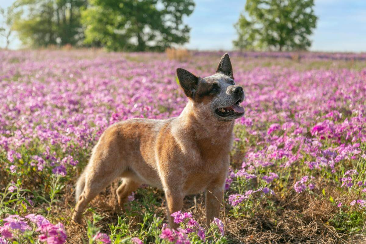 Australian Cattle Dog standing outdoors in a field of purple flowers.