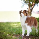 Photo of a Miniature American Shepherd standing on the grass.