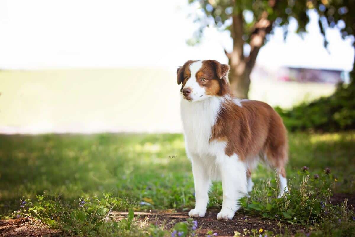 Photo of a Miniature American Shepherd standing on the grass.