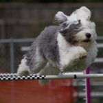 An Old English Sheepdog is jumping over an obstacle.