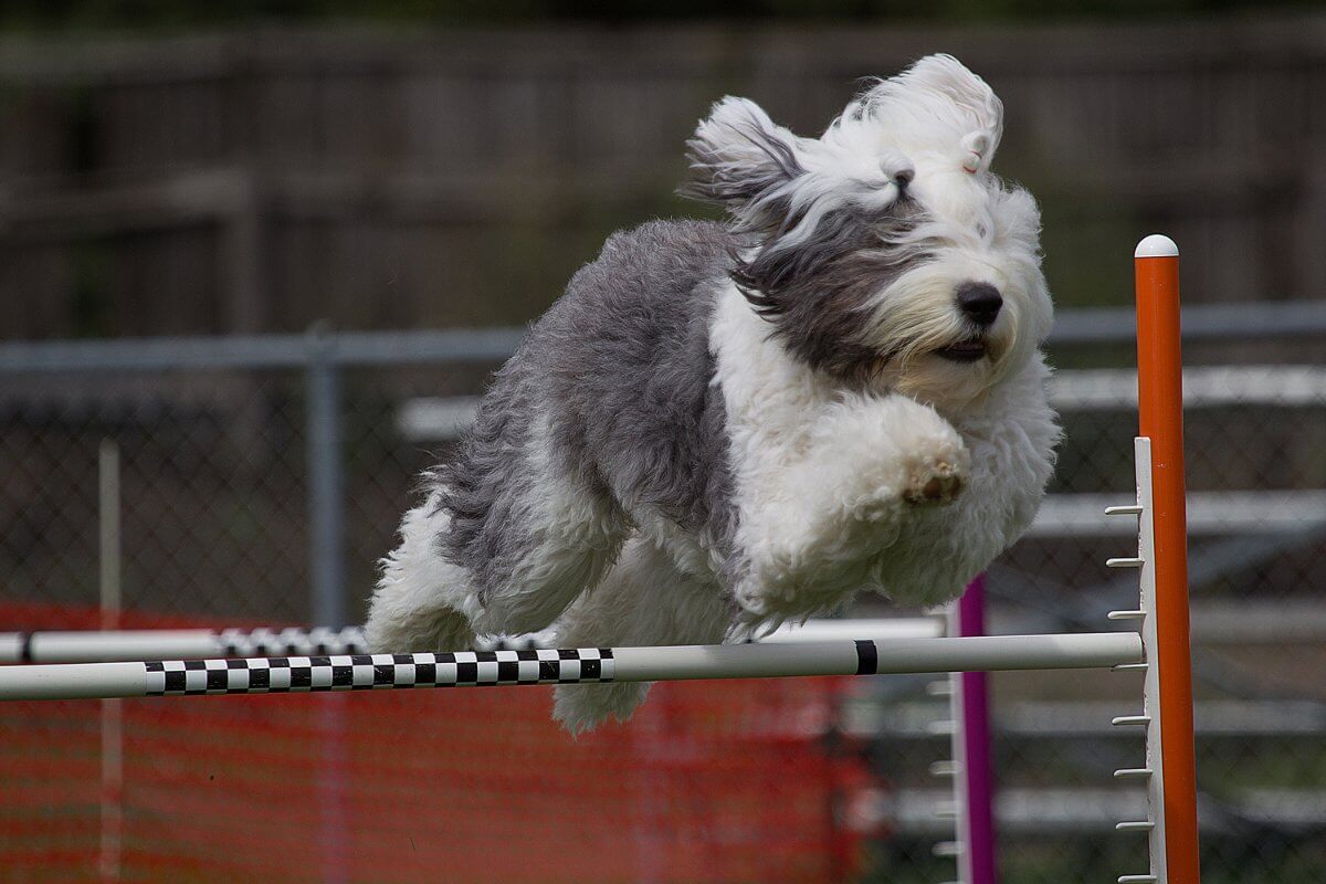An Old English Sheepdog is jumping over an obstacle.