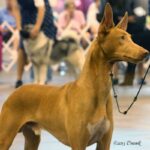 A photo of a Pharaoh Hound on a leash at the dog show.