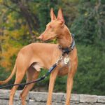 A photo of a Pharaoh Hound standing still and looking sideways.