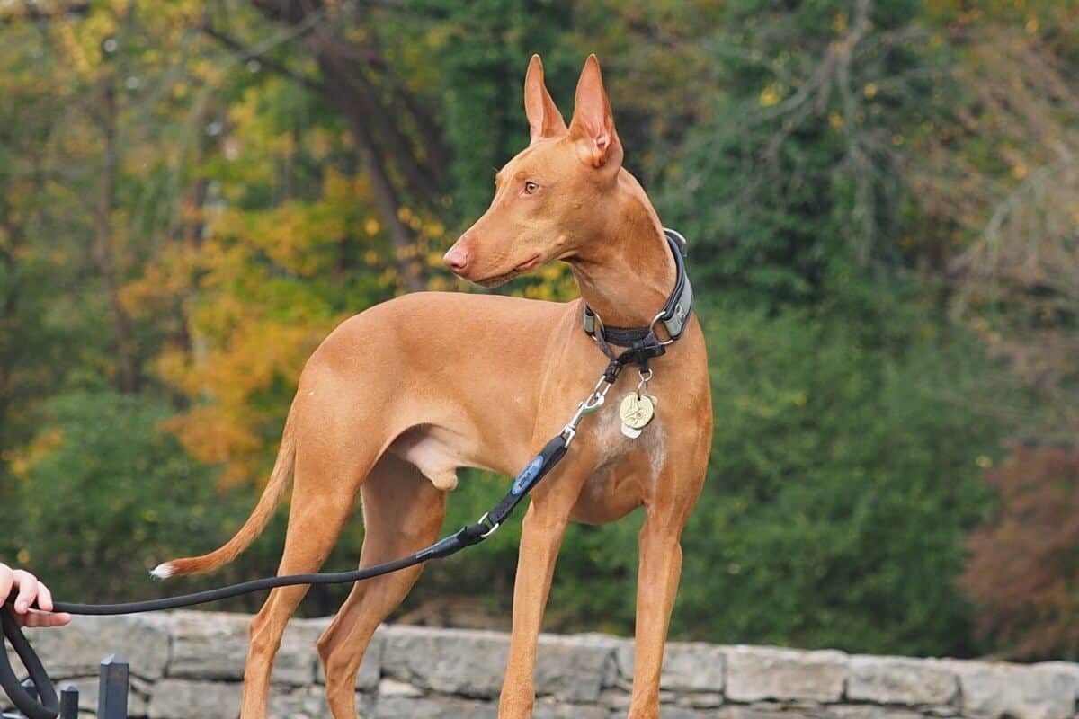 A photo of a Pharaoh Hound standing still and looking sideways.