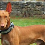 A photo of a Pharaoh Hound standing tall.