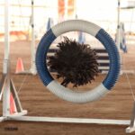 A photo of a Puli jumbing through an obstacle.