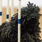 A photo of a Puli at the dog show.