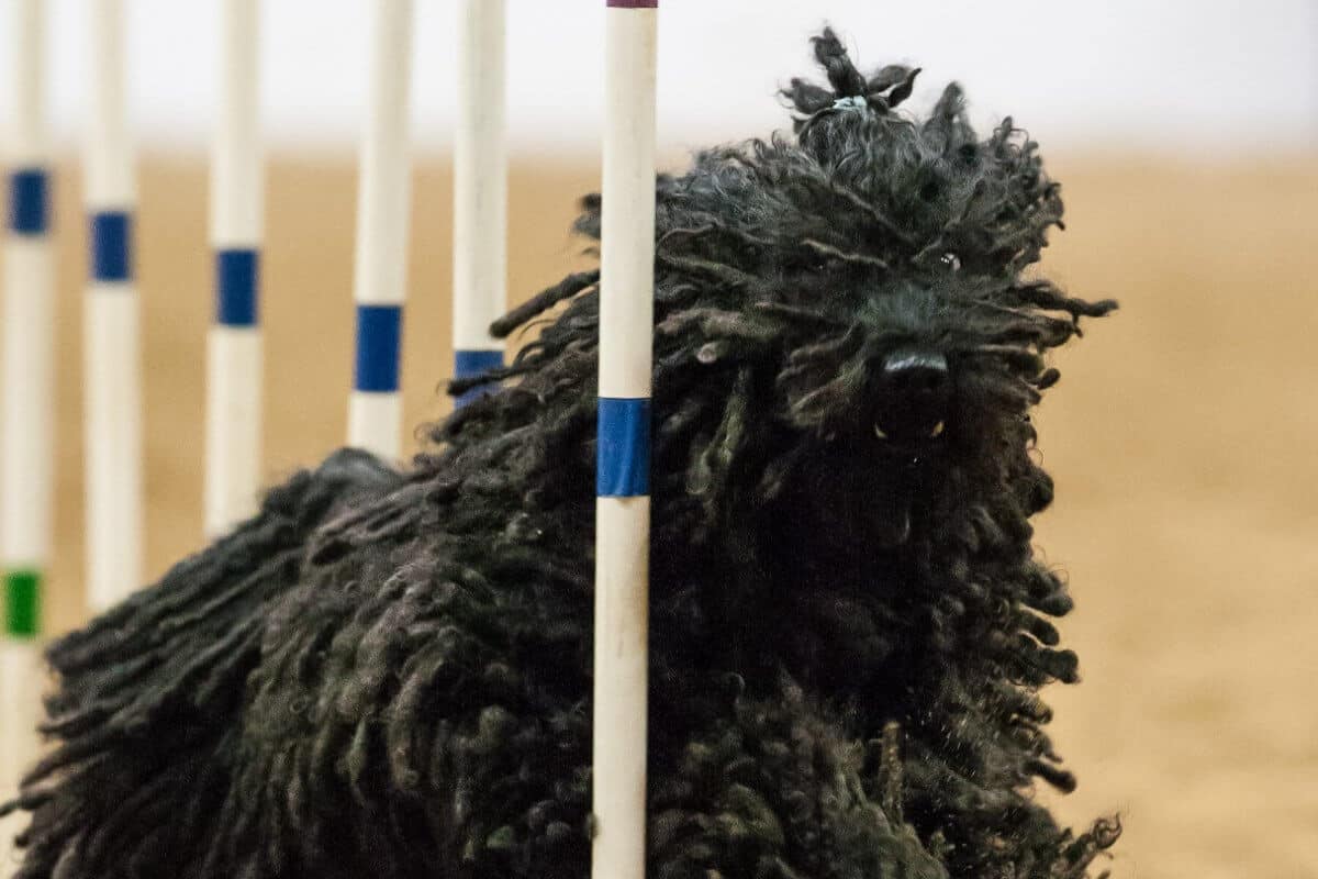 A photo of a Puli at the dog show.