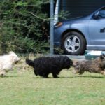 A photo of three Puli dogs running.