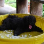 A photo of a Puli resting in an inflatable jelow pool.