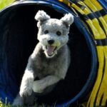 A photo of a Pumi dog competing at the dog show.