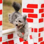 A photo of a Pumi dog juming through an obstacle.