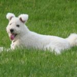 A photo of a Pumi dog lying in grass.