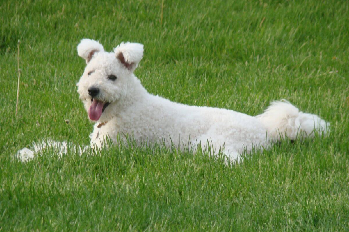 A photo of a Pumi dog lying in grass.