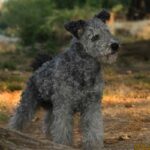 A photo of a Pumi dog standing tall.